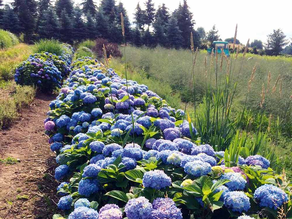 Hortensien im Staudengarten von Blumen Bruckmeier.