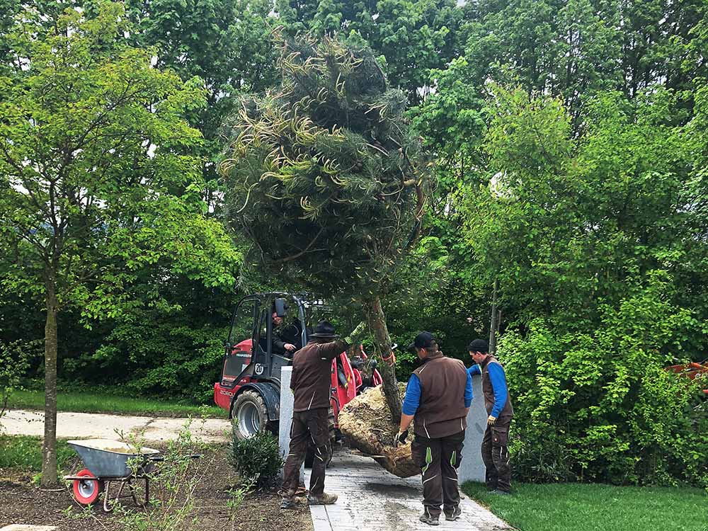 Das Team von Bruckmeier Garten- und Landschaftsbau pflanzt einen großen Baum
