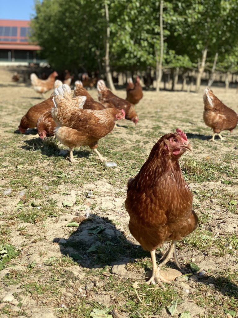 Mehrere glückliche Hühner, die auf dem Heumeier-Hof in Freilandhaltung leben
