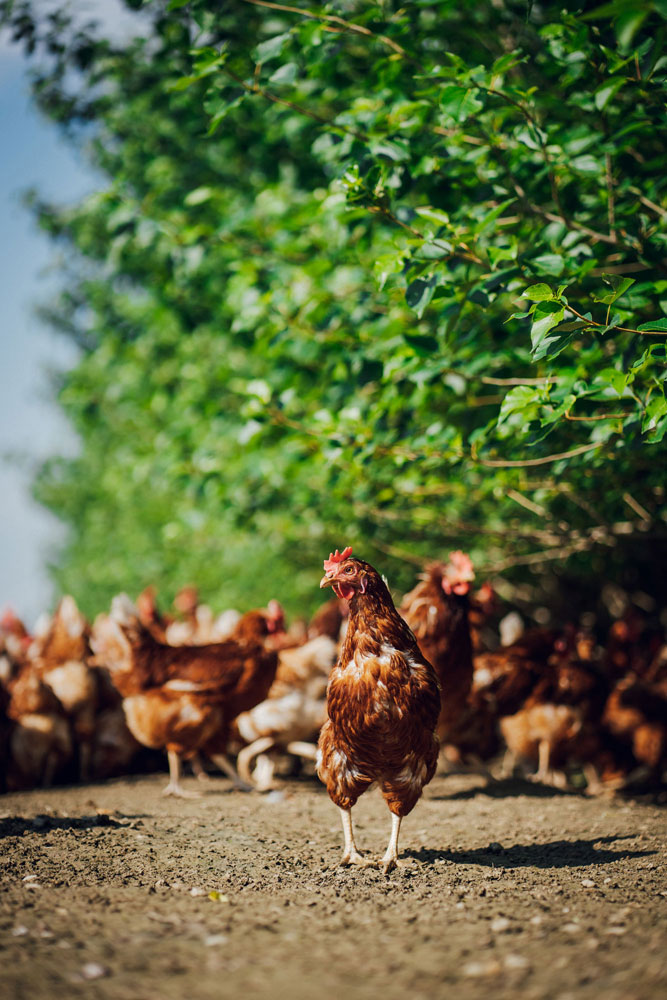 Im Freigelände auf dem Heumeier-Hof steht ein Pappelwald für die Hühner