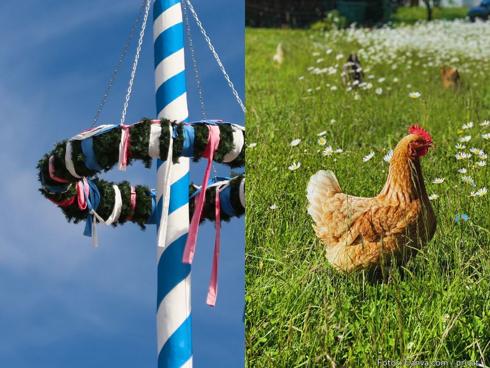 Ein Maibaum und ein Huhn im Gras, Niederbayern ist traditionell und ländlich geprägt